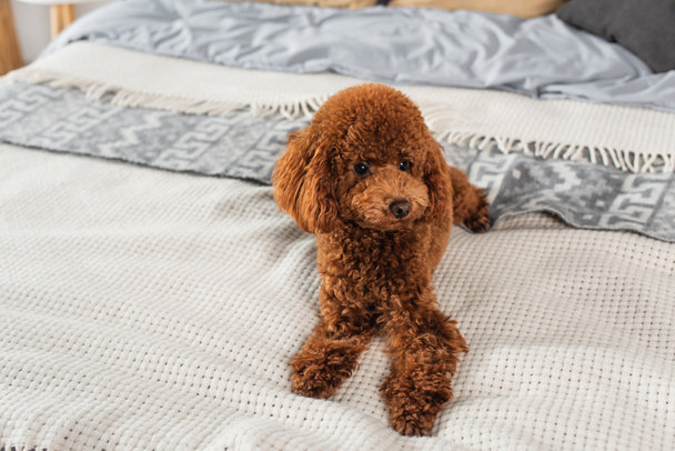 brown and groomed poodle lying on bed at home - Foto, Imagem
