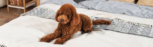 curly and groomed poodle lying on bed at home, banner - 写真・画像