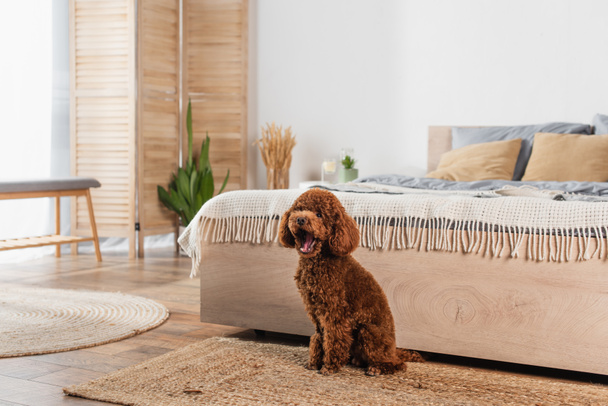 groomed poodle sitting on rattan carpet and yawning near bed - Fotografie, Obrázek