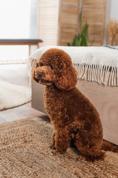 groomed poodle sitting on rattan carpet near bed - Fotó, kép