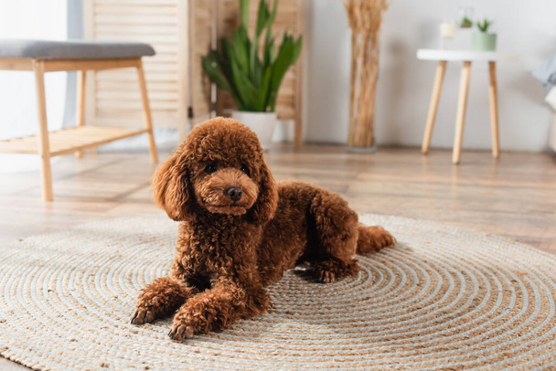 brown poodle lying on round rattan carpet at home - Фото, изображение