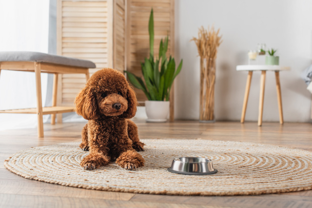 brown groomed poodle lying near metallic bowl on round rattan carpet - Foto, imagen
