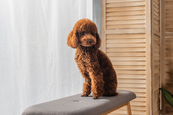 brown poodle sitting on comfortable pouf bench in apartment  - Foto, Imagen