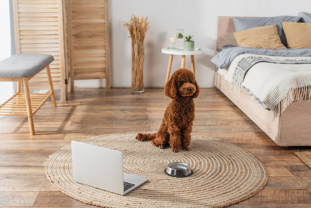 poodle sitting near laptop and bowl on round rattan carpet in bedroom  - Фото, зображення