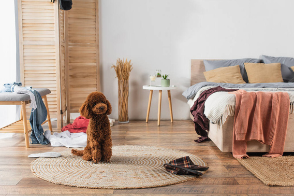 brown poodle sitting on round rattan carpet in messy bedroom - Foto, Imagen