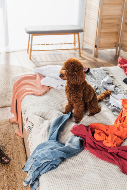 brown poodle sitting on messy bed around modern clothes  - Fotó, kép