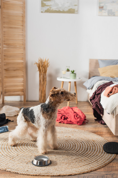 wirehaired fox terrier standing near bowl on rattan carpet around clothes - Foto, Bild