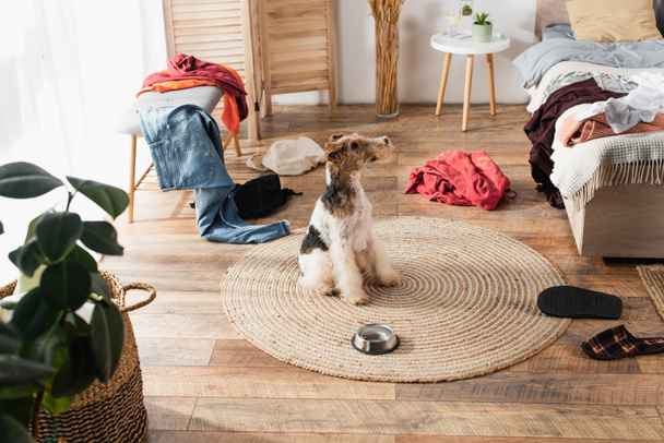 wirehaired fox terrier sitting on round rattan carpet near bowl around clothes - Foto, Bild