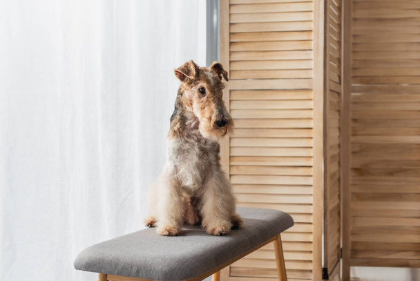 wirehaired fox terrier sitting on comfortable pouf bench in apartment  - Фото, зображення