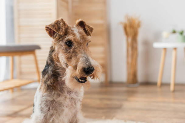 close up of wirehaired fox terrier in apartment  - Fotó, kép
