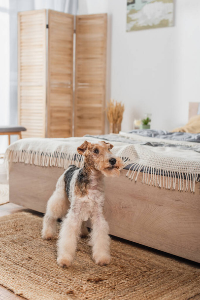 curly wirehaired fox terrier standing near modern bed on rattan carpet  - Foto, Imagem