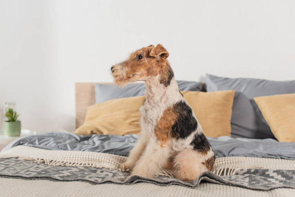 curly wirehaired fox terrier sitting on modern bed  - Fotó, kép