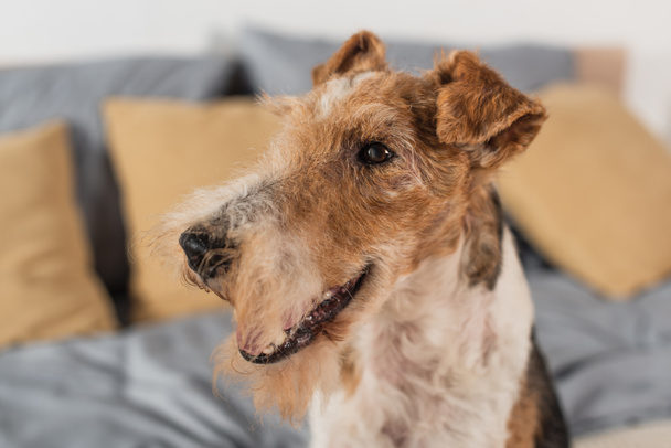 close up of purebred wirehaired fox terrier in bedroom - Фото, изображение