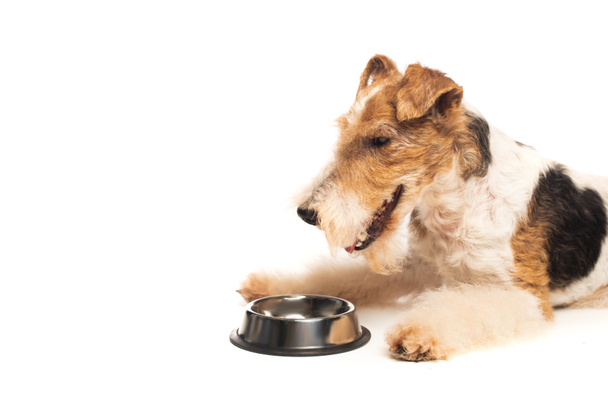 curly fox terrier lying near bowl with pet food isolated on white - Foto, imagen