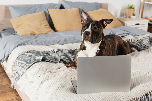 american staffordshire terrier lying near modern laptop on bed - Fotoğraf, Görsel