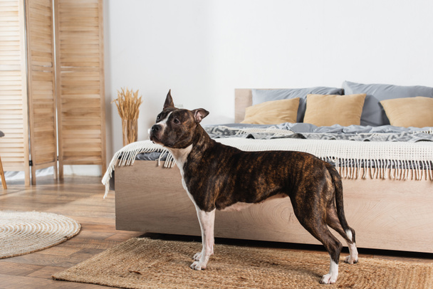american staffordshire terrier standing on rattan carpet near bed - Photo, image