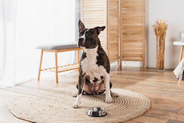 american staffordshire terrier sitting near pet food in bowl on round rattan carpet at home - Фото, зображення