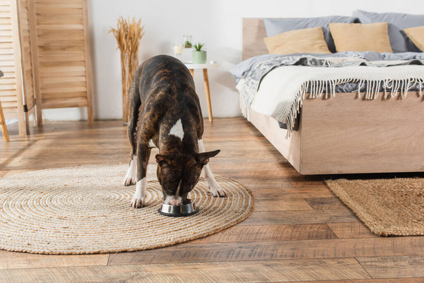 american staffordshire terrier eating pet food from bowl on round rattan carpet in bedroom  - Fotó, kép