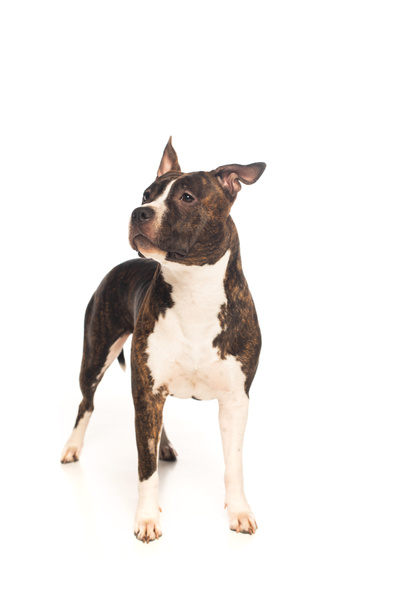 purebred american staffordshire terrier standing isolated on white - Photo, image