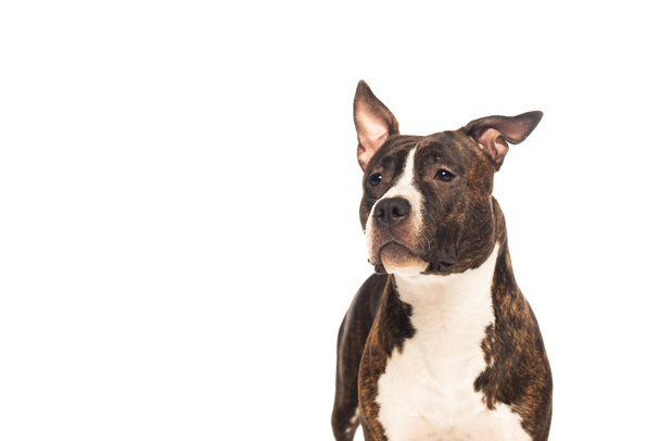 purebred american staffordshire terrier looking away isolated on white - Fotó, kép