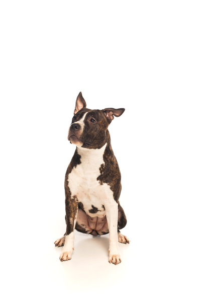 purebred american staffordshire terrier sitting isolated on white - Photo, image
