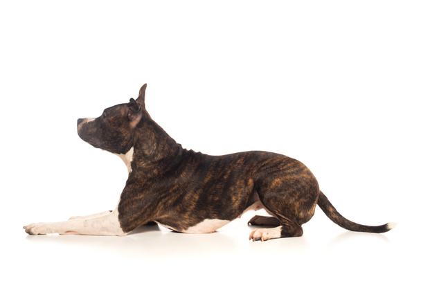 purebred staffordshire terrier lying isolated on white - Photo, image