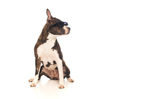american staffordshire terrier in stylish sunglasses sitting isolated on white  - 写真・画像