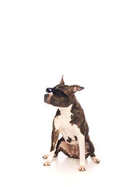 american staffordshire terrier in sunglasses sitting on white  - 写真・画像
