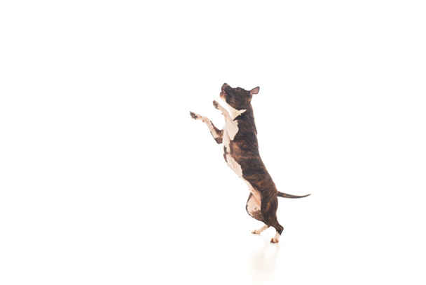 purebred american staffordshire terrier jumping on white - Zdjęcie, obraz
