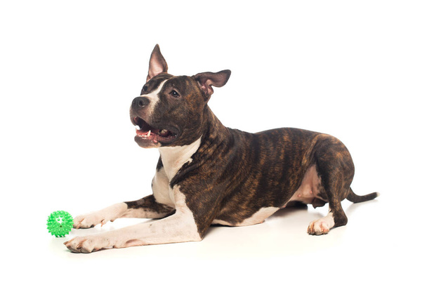 purebred american staffordshire terrier lying near rubber ball on white  - Photo, image