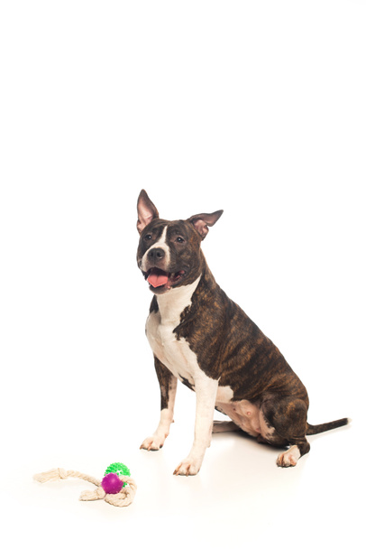 purebred american staffordshire terrier sitting near rubber toys on white  - Photo, image