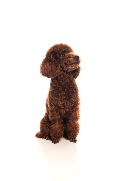 purebred brown poodle sitting on white  - Фото, изображение