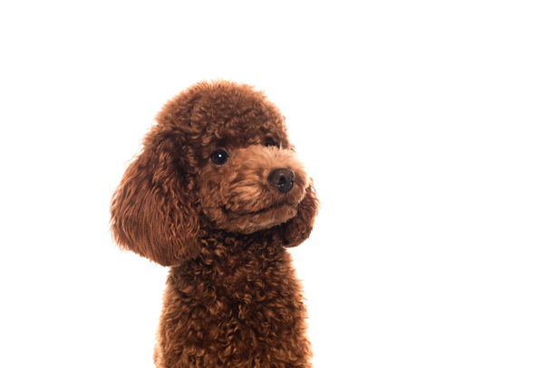 purebred brown poodle looking away isolated on white  - Valokuva, kuva
