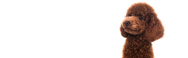 purebred brown poodle looking away isolated on white, banner - Fotoğraf, Görsel