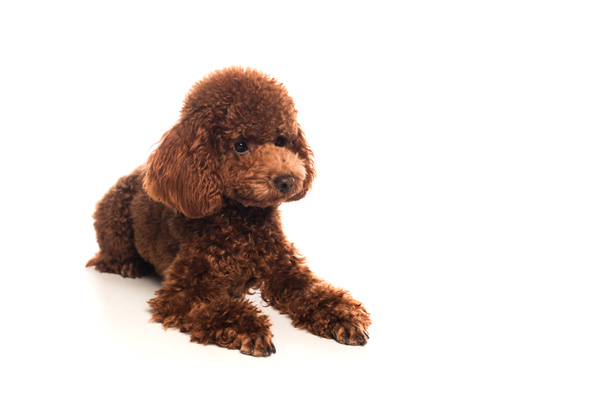 purebred brown poodle lying on white background  - Фото, зображення