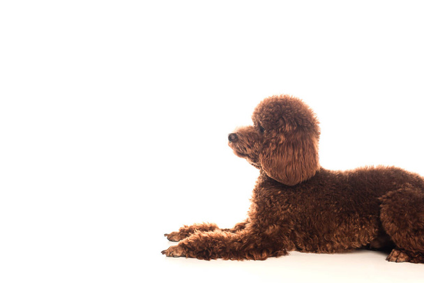 purebred brown poodle resting while lying isolated on white  - Zdjęcie, obraz