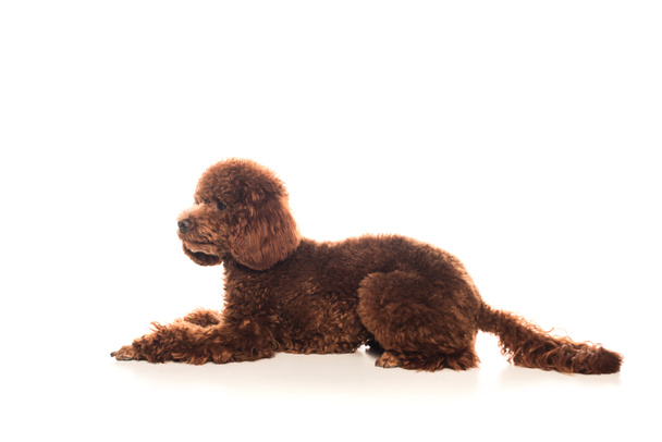 purebred brown poodle resting on white background  - Фото, изображение