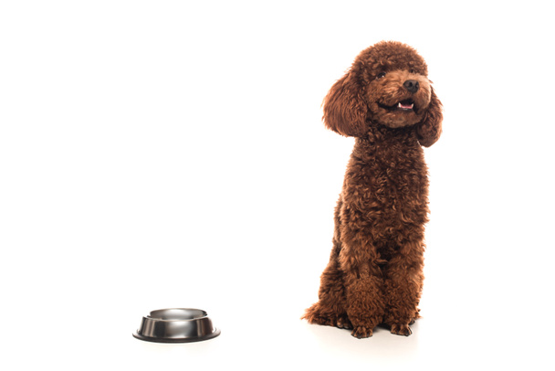 purebred brown poodle sitting next to bowl on white  - Valokuva, kuva