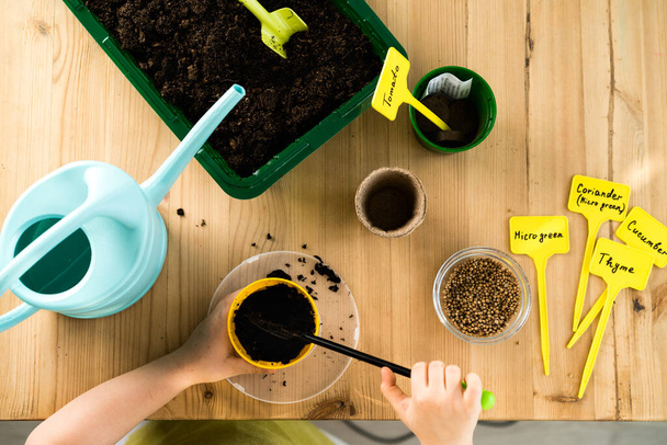 macetas con tierra sobre una mesa de madera para plantar semillas y plántulas de hortalizas, micro greens, rúcula, concepto de jardinería y plantas de siembra - Foto, imagen
