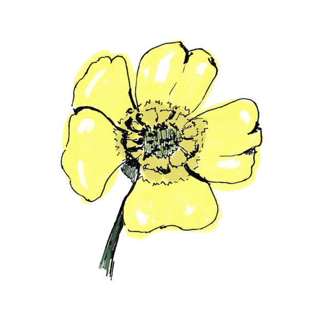 Illustration of ranuculus acris with hand lettering isolated on white. Yellow flower. Illustration of buttercup - Φωτογραφία, εικόνα