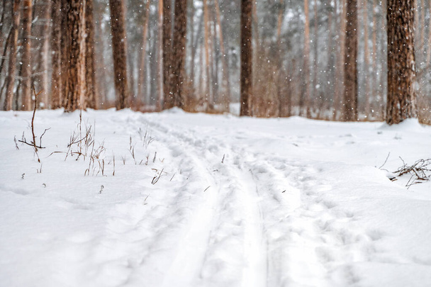 Pinos cubiertos de nieve en el bosque. Hermoso panorama de invierno - Foto, imagen