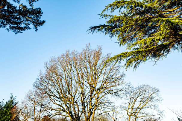 Trees Without Leaves During Winter Season In England Uk Against A Blue Sky With No People - Foto, Bild