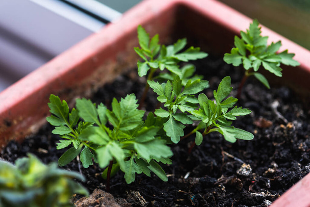 Close-up view, top, small bush, plant in a brown pot on a white windowsill. Tomato gardening at home, self-development  - Foto, immagini