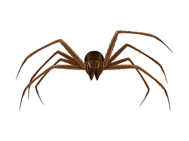 Αράχνη Ρεαλιστική απεικόνιση - Διάνυσμα, εικόνα