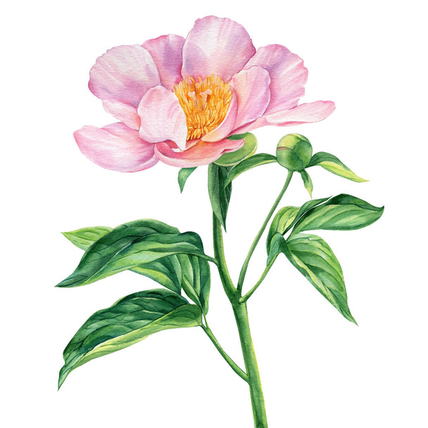 Peony flower isolated on white background, watercolor drawing, pink color - Fotó, kép