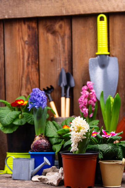 Весенняя садоводческая концепция с цветущими цветами - Фото, изображение