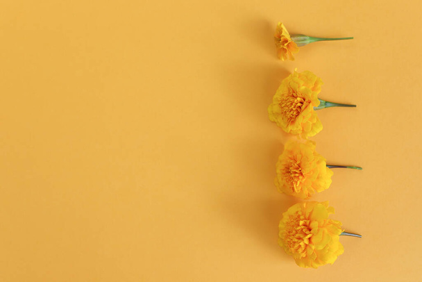 Marigolds amarelo flores no fundo amarelo com sombra. Mockup, close-up. Flor linha borde quadro. Cosméticos produto publicidade backdrop.Top vista, espaço de cópia, flatlay. Espaço vazio. - Foto, Imagem