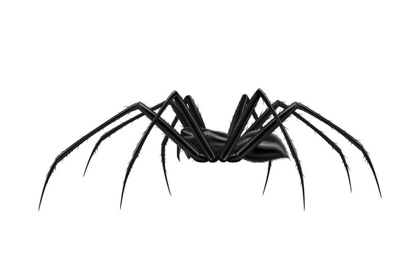 Realistic Spider Illustration - Vector, Image