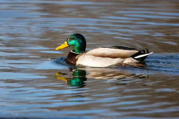 The mallard, Anas platyrhynchos is a dabbling duck. Here swimming in a lake in Munich, Germany - Photo, Image