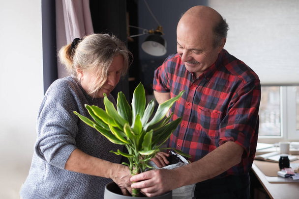 Senior caucasian woman and man planting flower at home. - Φωτογραφία, εικόνα